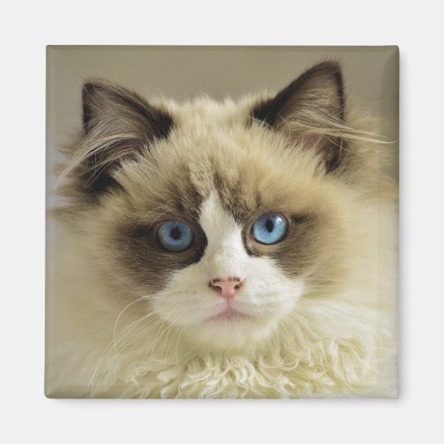 Schöne Ragdoll Katze mit blauen Augen Magnet (Vorne)