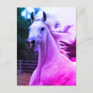 Schöne Rainbow-farbene Arabian Horse Mare Card Postkarte