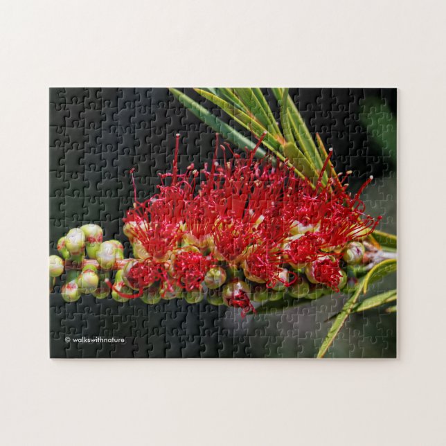 Schöne Red Bottlebrush Blume Puzzle (Horizontal)
