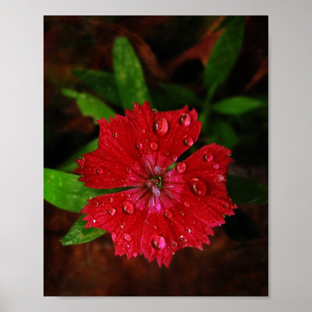 Schöne Red Dianthus Blume mit Raindrops Foto Poster (Vorne)