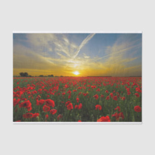 Schöne Red Poppy Field Sunset Fotografie Seidenpapier