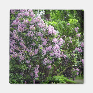 Schöne Rhododendren Magnet