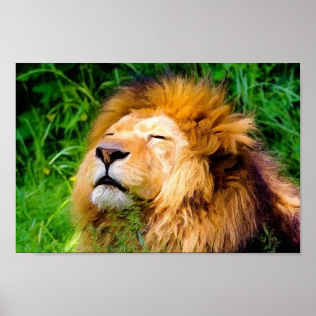 Schöne Riesen-Männchen Lion afrikanische Wildtiere Poster (Vorne)