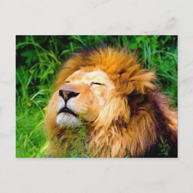 Schöne Riesen-Männchen Lion afrikanische Wildtiere Postkarte (Vorderseite)