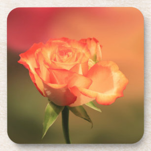 Schöne romantische Rosenfotografie Getränkeuntersetzer