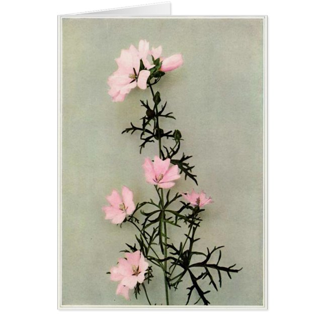 Schöne rosa Blume (Vorne)