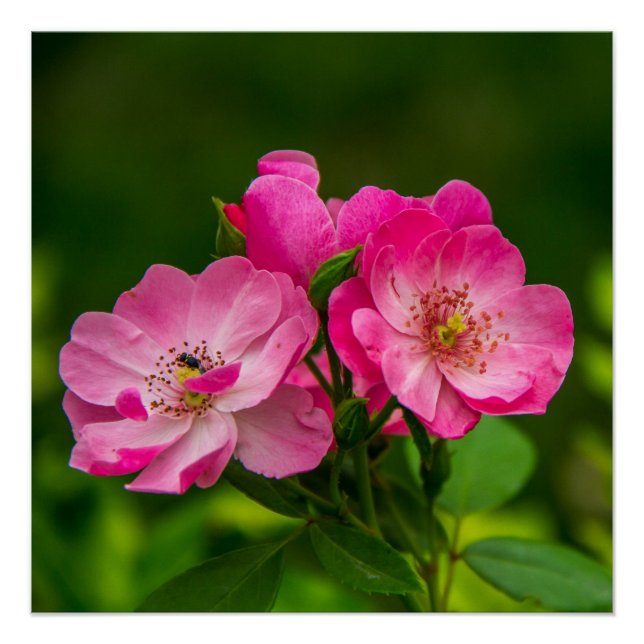 Schöne rosa Blume-6845 Poster (Vorderseite)