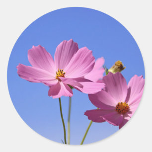 schöne rosa Blume, die einen klaren, blauen Himmel Runder Aufkleber