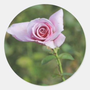 Schöne Rosa Blume Gastgeschenk Hochzeit Aufkleber