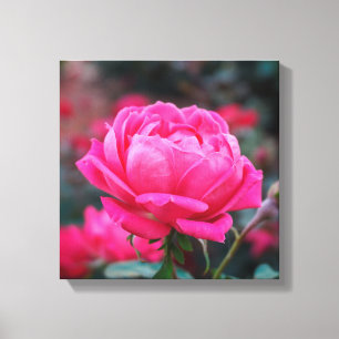 Schöne Rosa-Blume Leinwanddruck