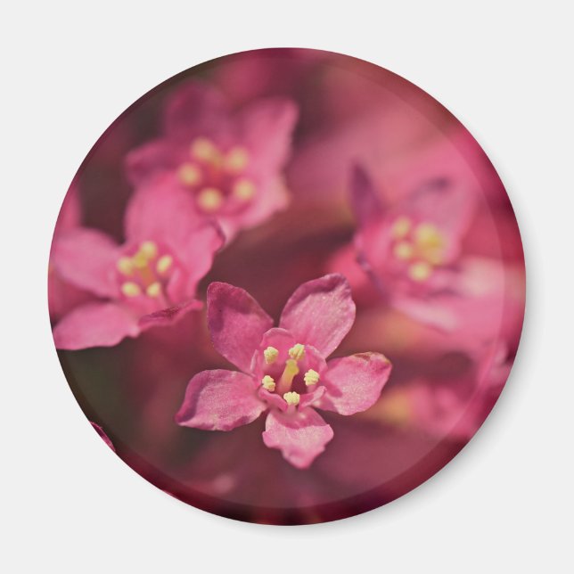 Schöne rosa Blume Magnet (Vorne)