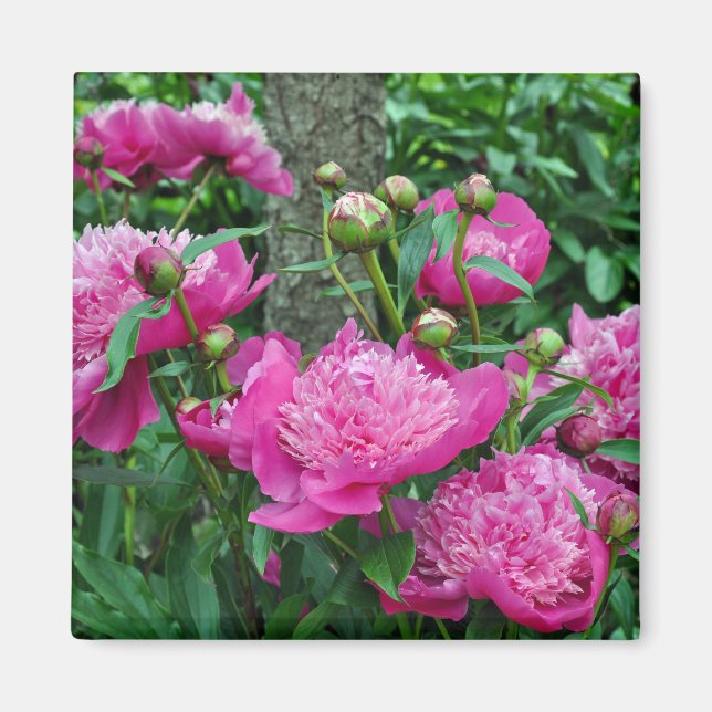 Schöne Rosa-Blume Magnet (Vorne)