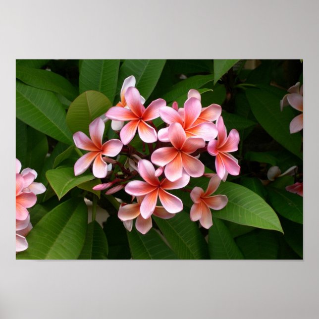 Schöne rosa Blume Plumeria Poster (Vorne)