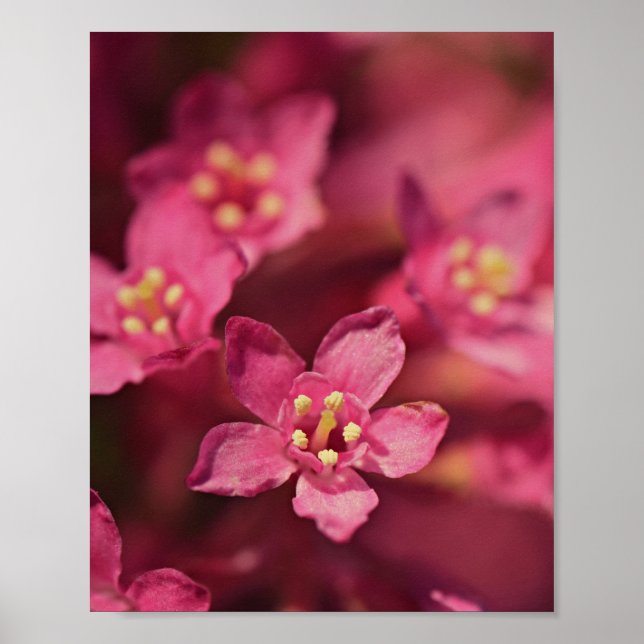 Schöne rosa Blume Poster (Vorne)