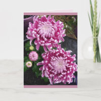 Schöne rosa Chrysanthemum Blume Blumenkarte