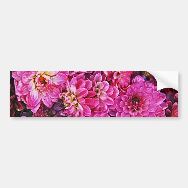 Schöne rosa Dahlien Autoaufkleber (Vorne)