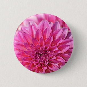 Schöne Rosa Dahlien Blume Blüten Button