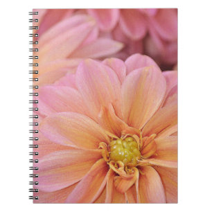 Schöne rosa Dahlien-Blume Notizblock