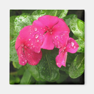 Schöne rosa Frühlingsblumen Makrofotografie  Magnet