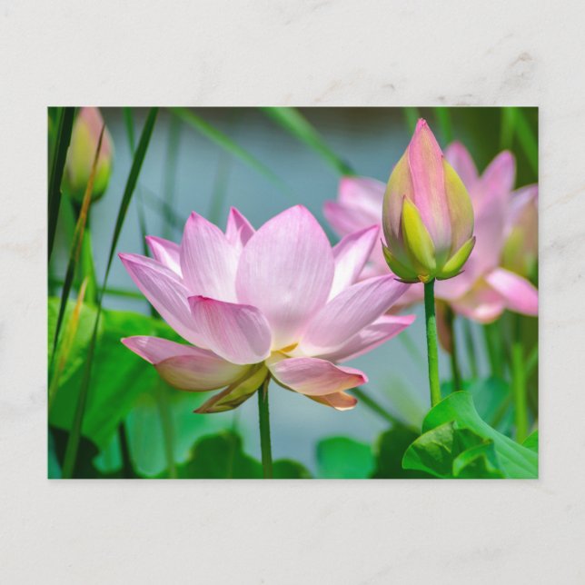 Schöne rosa Lotusblumen  Postkarte (Vorderseite)