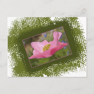 Schöne rosa Mohnblumen-Fotografie Postkarte