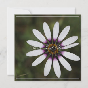 Schöne rosa Osteosperum Ihre Text-Flachkarte