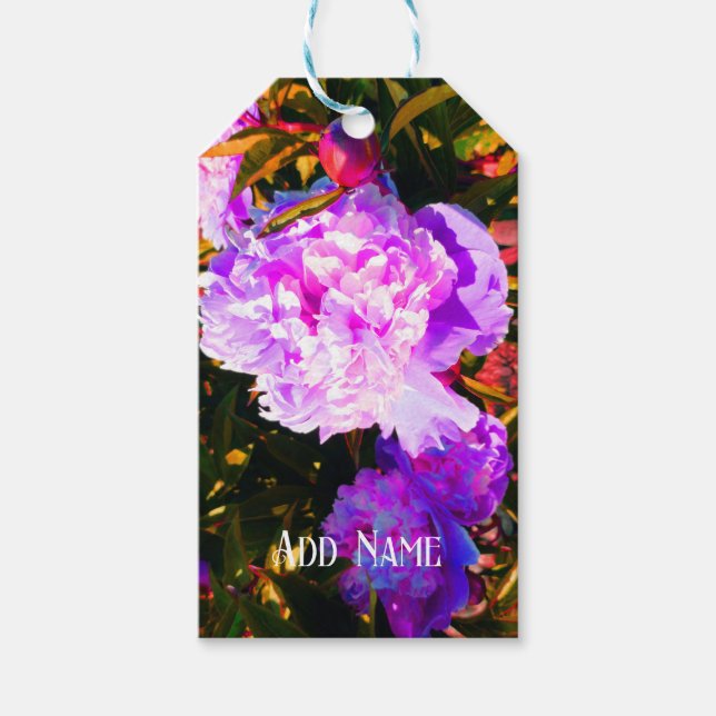 Schöne rosa Peonies Geschenkanhänger (Vorderseite)