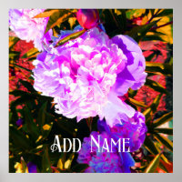 Schöne rosa Peonies