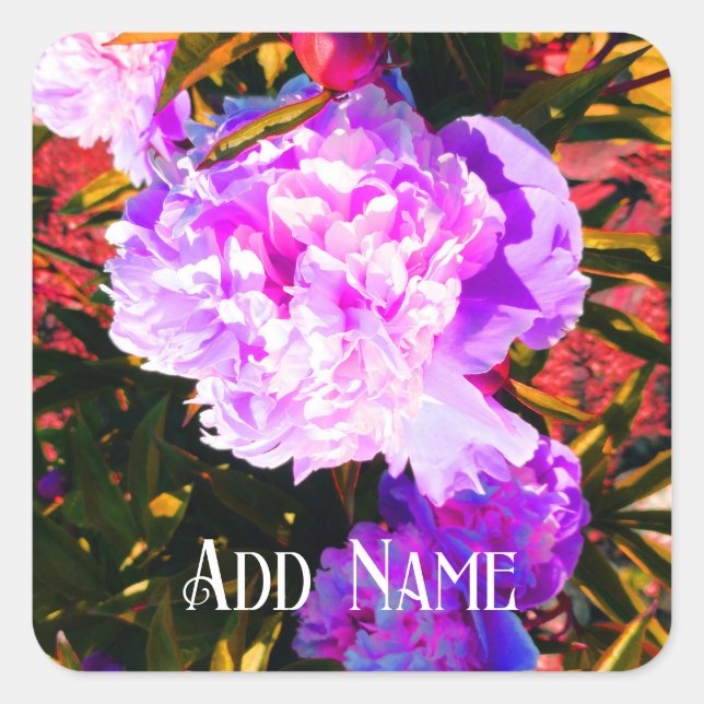 Schöne rosa Peonies Quadratischer Aufkleber (Vorderseite)