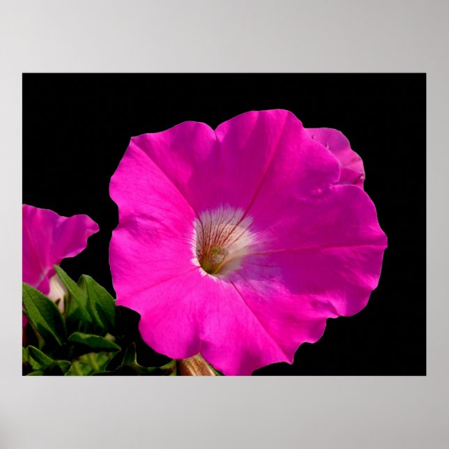 Schöne rosa Petunia-Blume in schwarz Poster (Vorne)