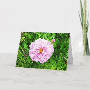 Schöne rosa Pfingstrose Leere Karte