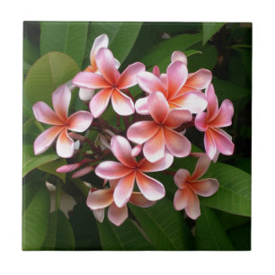Schöne rosa Plumeria-Blume Fliese