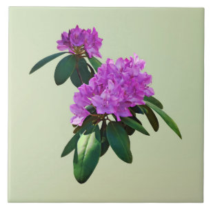 Schöne rosa Rhododendren Fliese