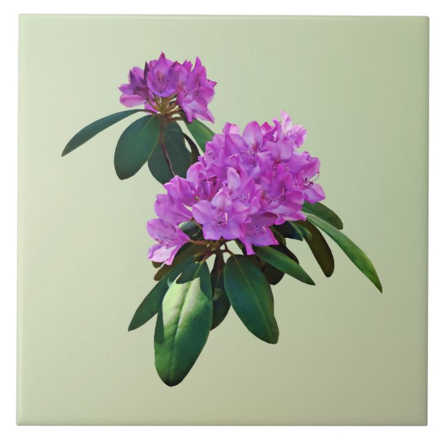 Schöne rosa Rhododendren Fliese (Vorderseite)