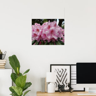 Schöne rosa Rhododendronblüten floral Poster