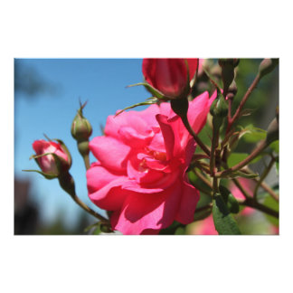 schöne rosa rosa Blume und blauer Himmel Fotodruck
