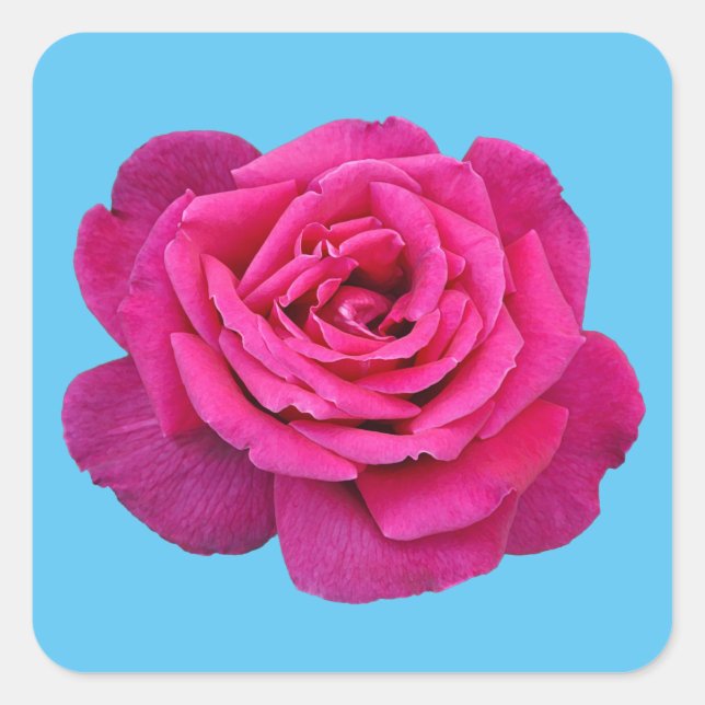 Schöne Rosa Rosa Quadratischer Aufkleber (Vorderseite)