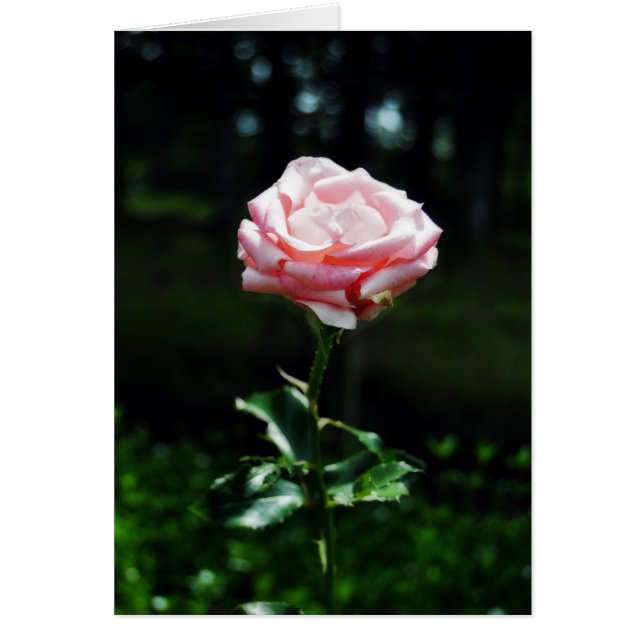 Schöne Rosa Rose (Vorne)