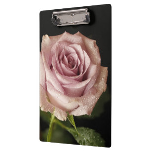 schöne rosa Rose Klemmbrett