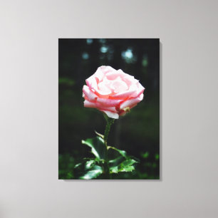 Schöne Rosa Rose Leinwanddruck