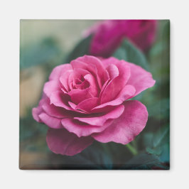 Schöne Rosa Rose Magnet
