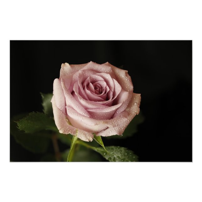 schöne rosa Rose Poster (Vorderseite)