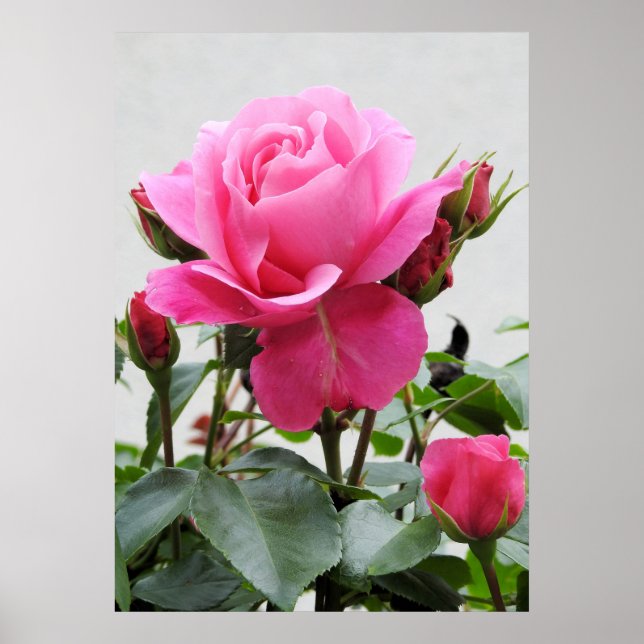 Schöne Rosa Rose Poster (Vorne)