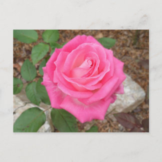 Schöne rosa Rose Postkarte
