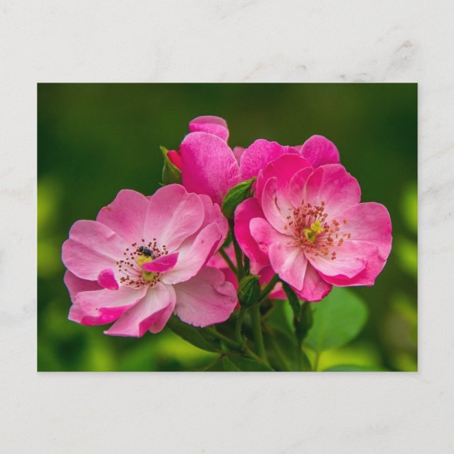 Schöne rosa Rose Postkarte (Vorderseite)