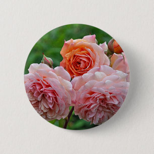 Schöne rosa Rosen Button