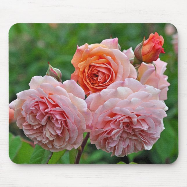 Schöne rosa Rosen Mousepad (Vorne)