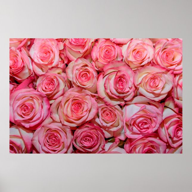 Schöne rosa Rosen Poster (Vorne)