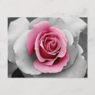 Schöne rosa Rosenblüten-Druck Postkarte