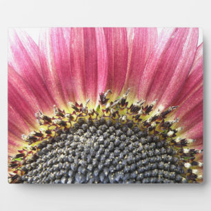 Schöne rosa Sonnenblume Plaque Fotoplatte